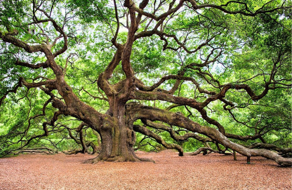 Arbres